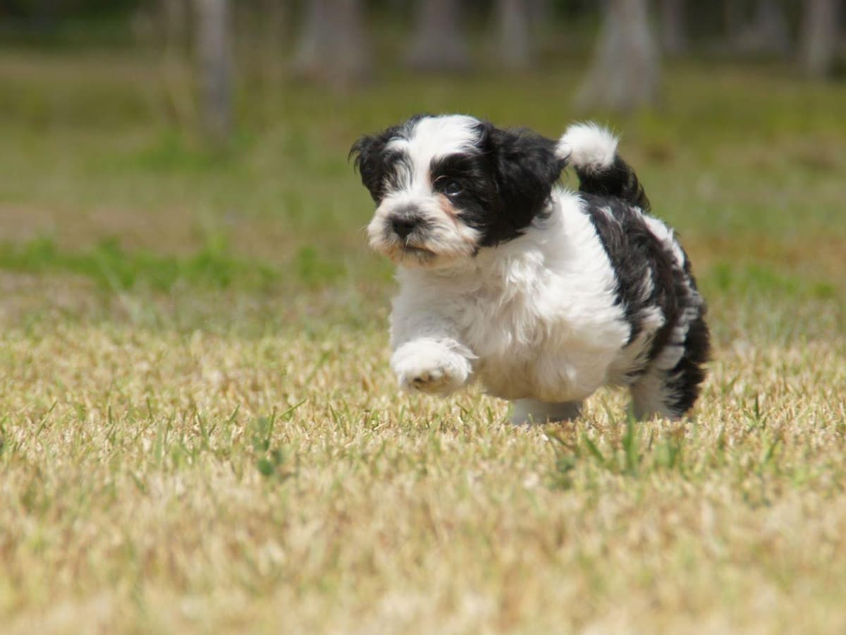 Havanese Puppies breeder image 6