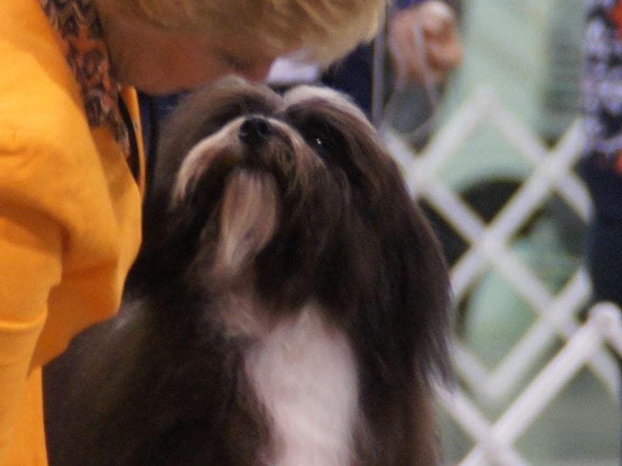 Havanese Puppies breeder image 5