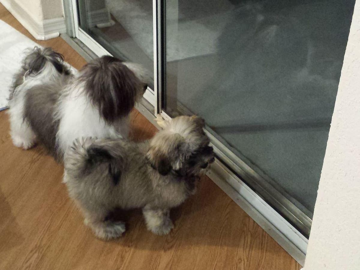 Havanese Puppies breeder image 4
