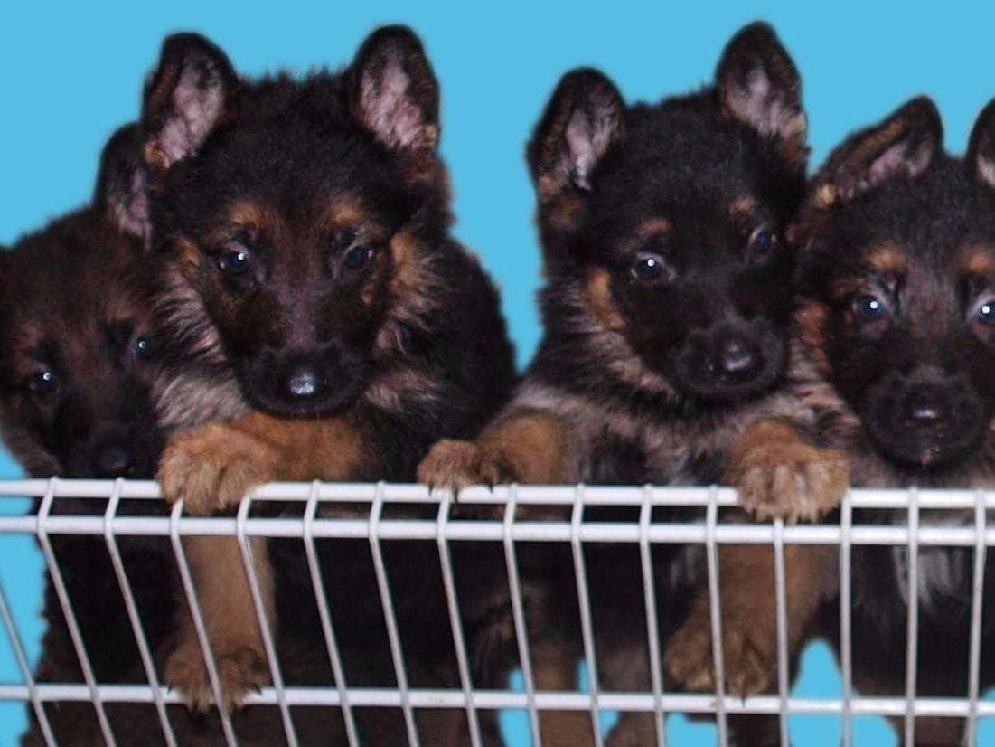 German Shepherd Dog Puppies breeder image 1