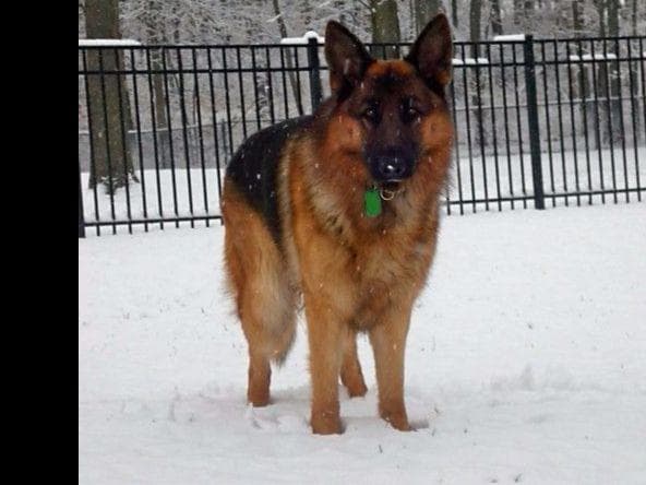 German Shepherd Dog Puppies breeder image 2