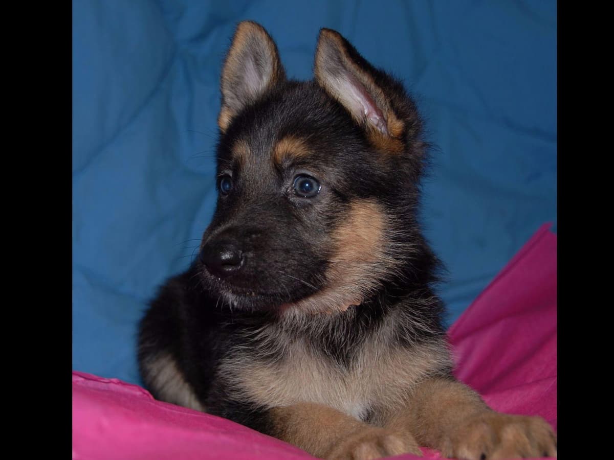German Shepherd Dog Puppies breeder image 4