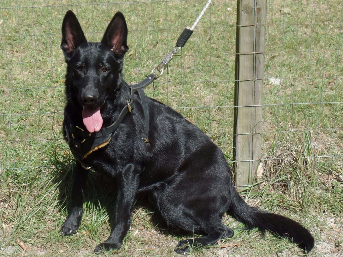 German Shepherd Dog Puppies breeder image 5