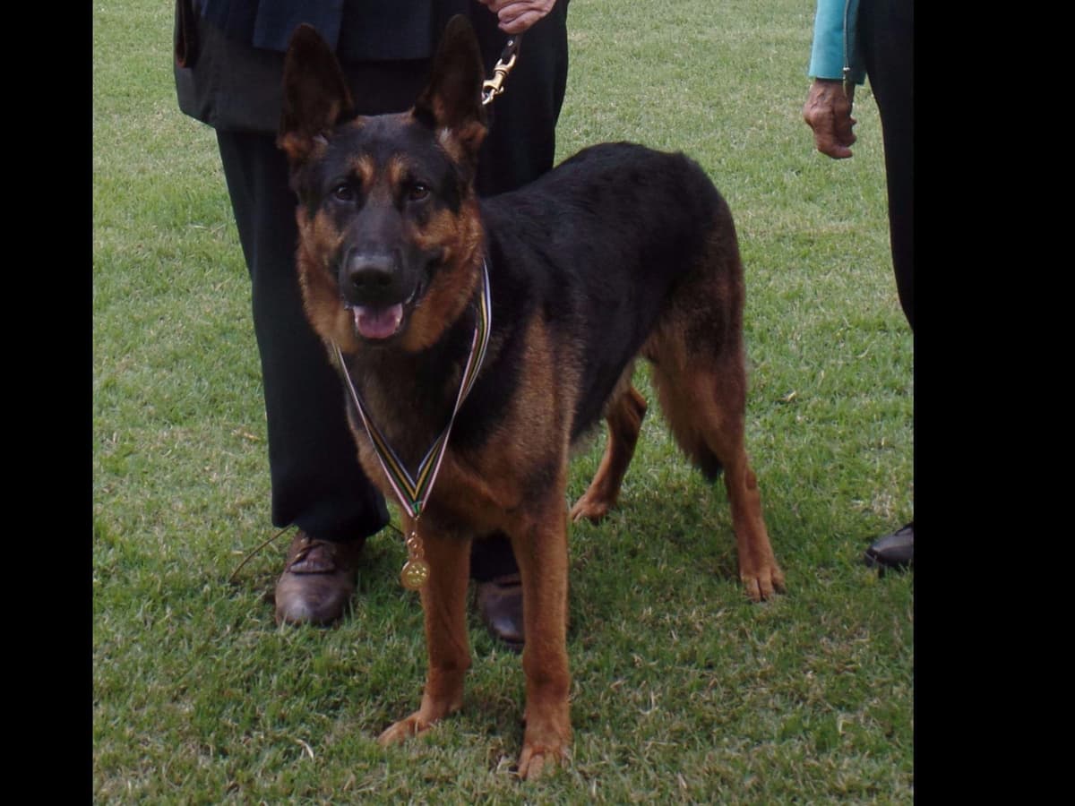 German Shepherd Dog Puppies breeder image 6