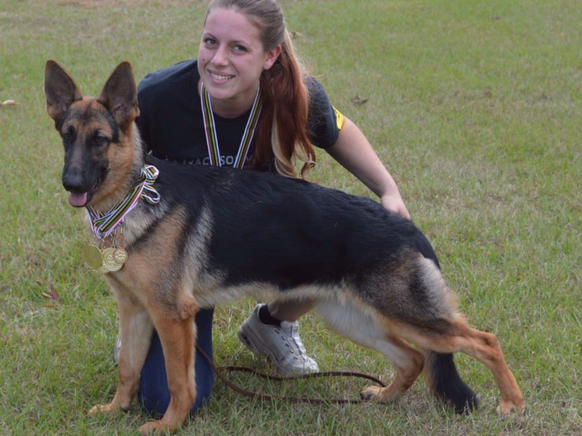 German Shepherd Dog Puppies breeder image 7