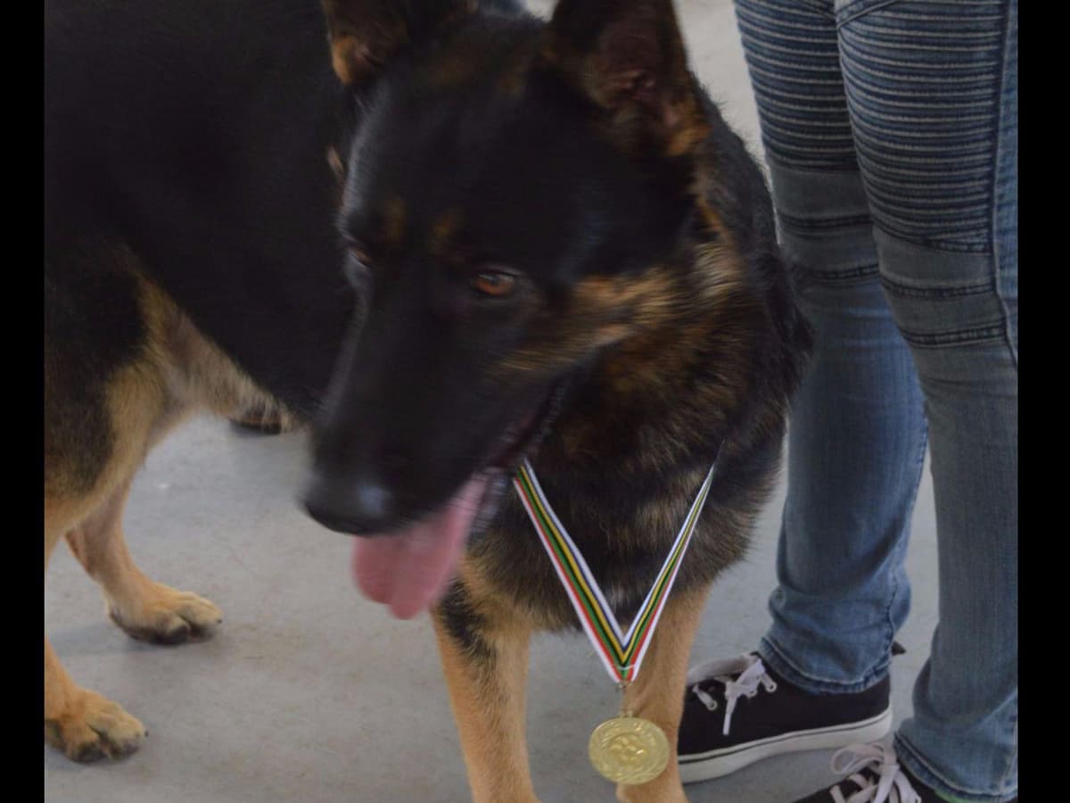 German Shepherd Dog Puppies breeder image 8
