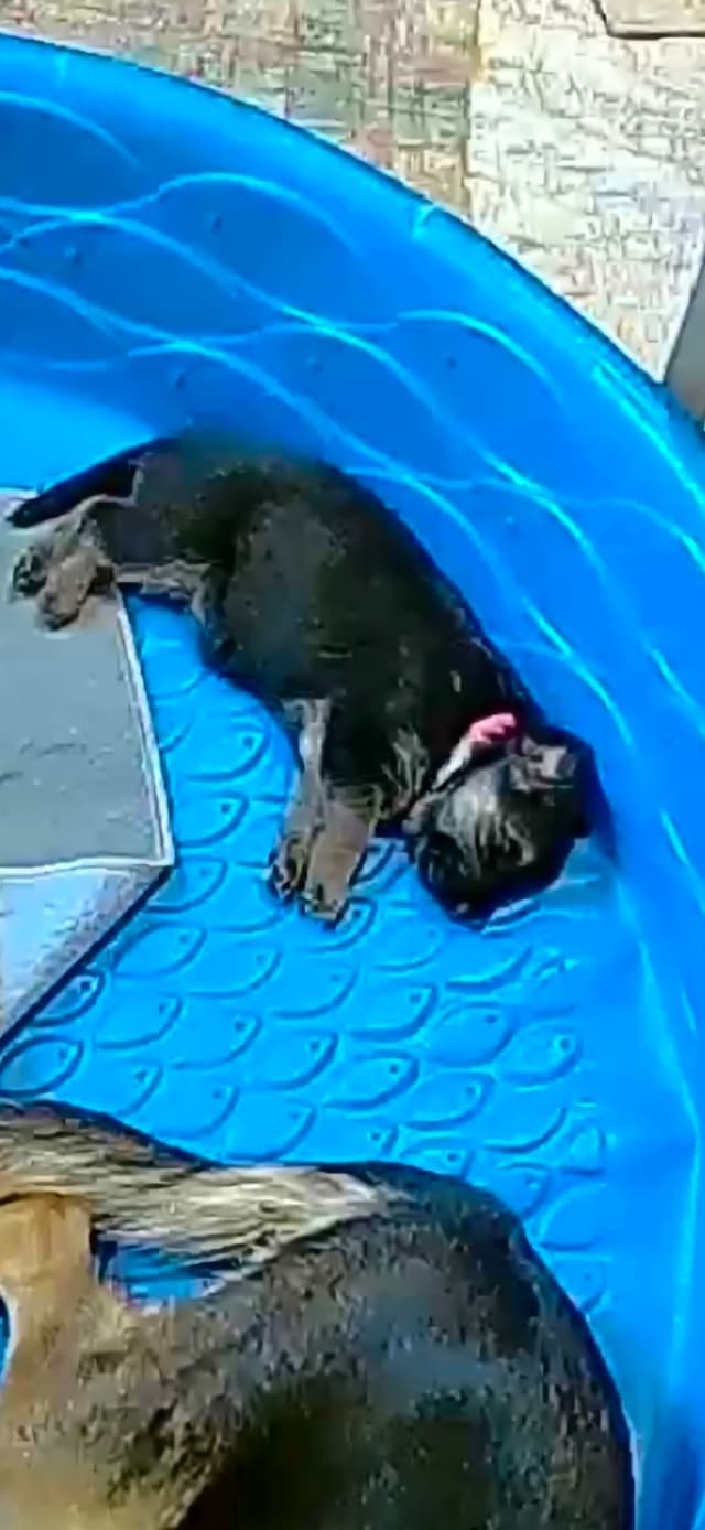 German Shepherd Dog Puppies media 6