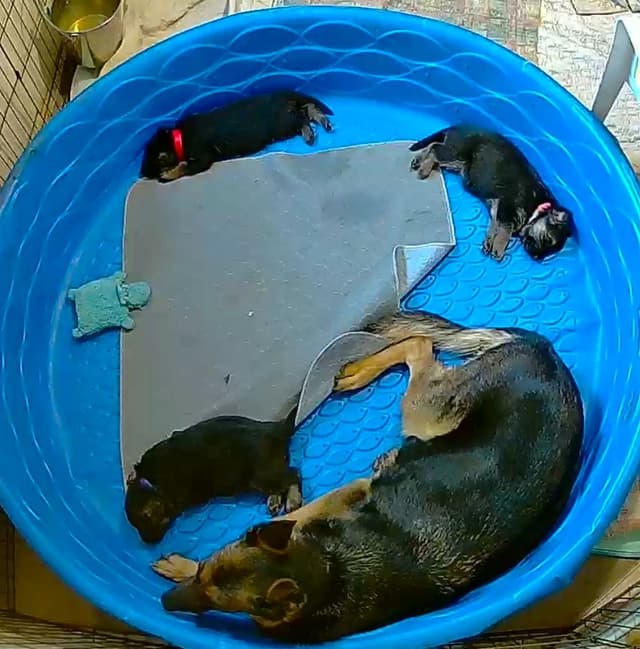 German Shepherd Dog Puppies media 7