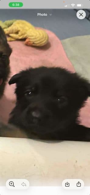 German Shepherd Dog Puppies media 5