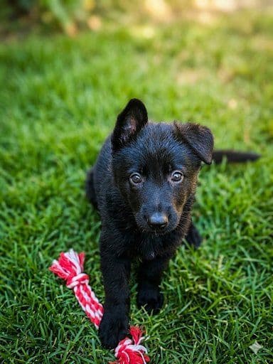 German Shepherd Dog Puppies media 4