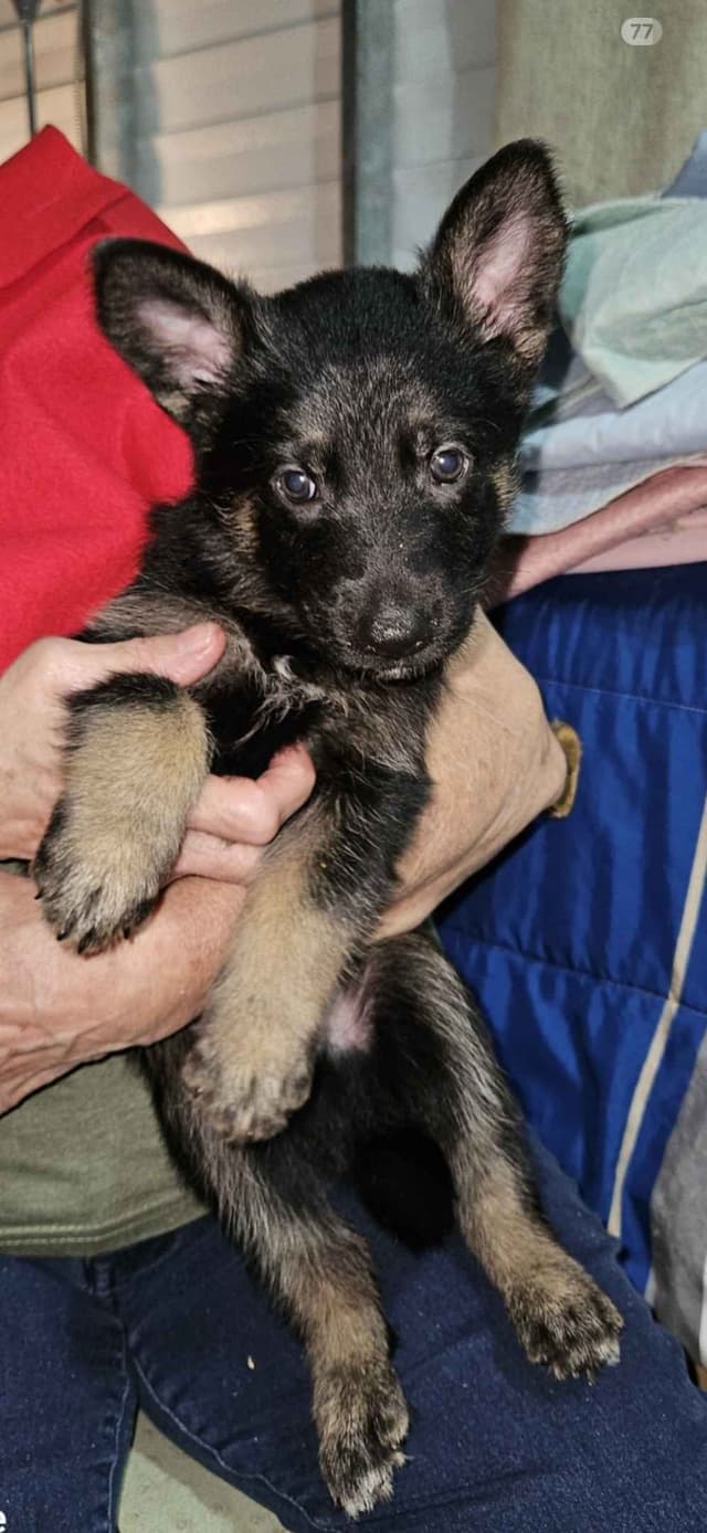 German Shepherd Dog Puppies media 8