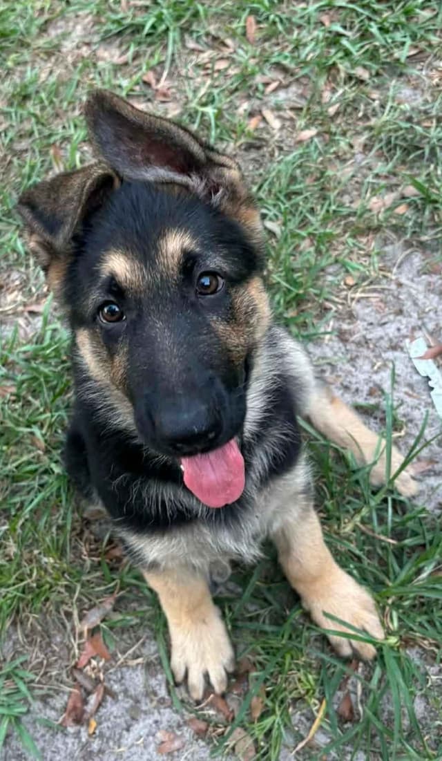 German Shepherd Dog Puppies media 3