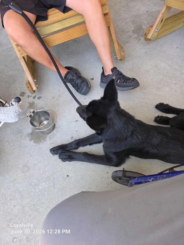 German Shepherd Dog Puppies media 10