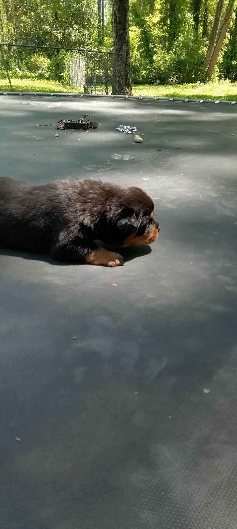 Rottweiler Puppies breeder image 1