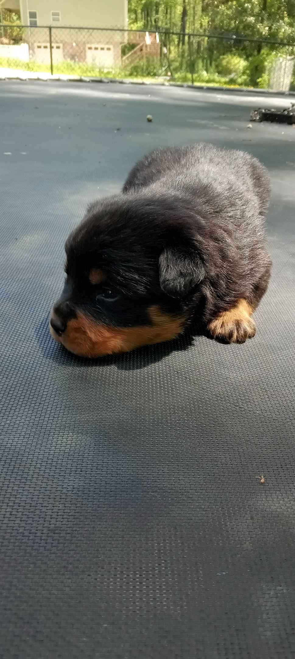 Rottweiler Puppies breeder image 2