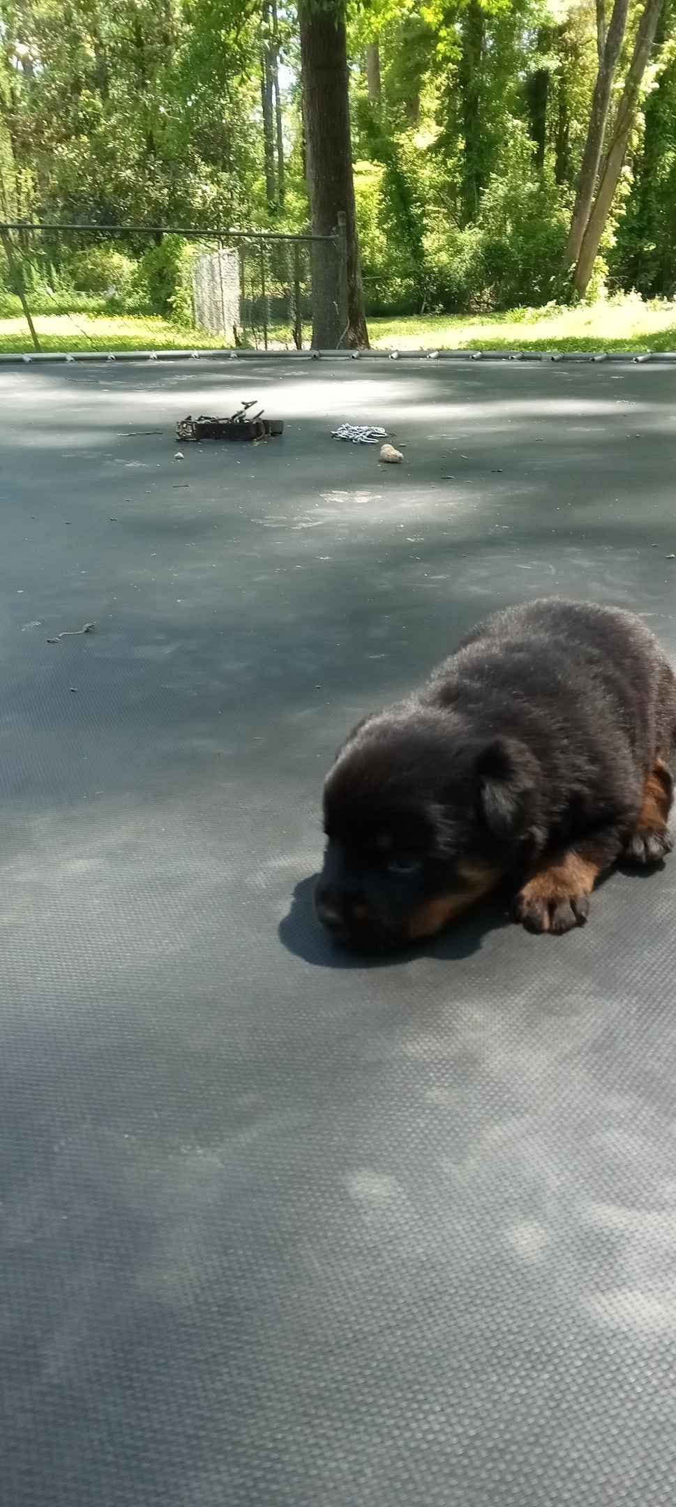 Rottweiler Puppies breeder image 7