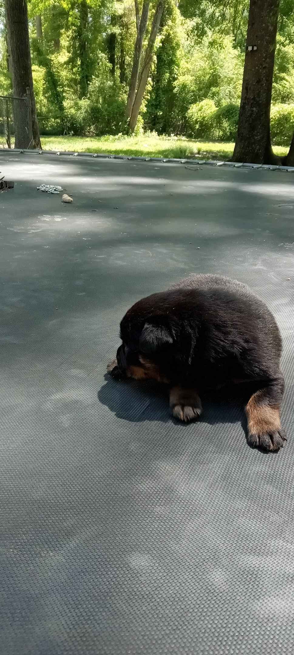 Rottweiler Puppies breeder image 4