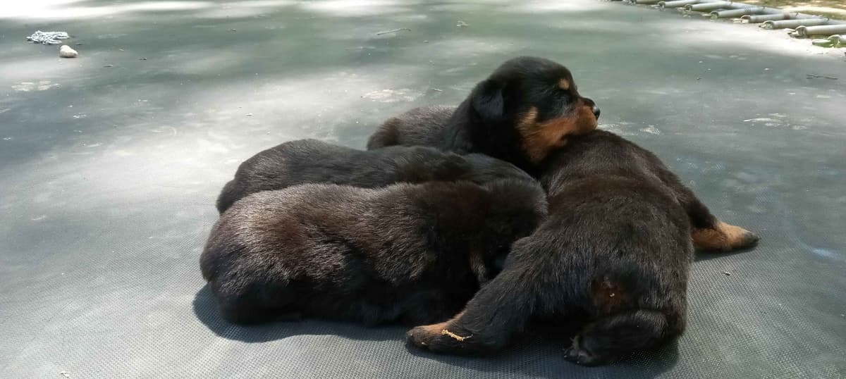 Rottweiler Puppies breeder image 5