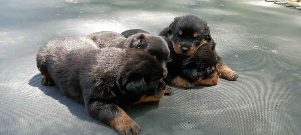 Rottweiler Puppies breeder image 6