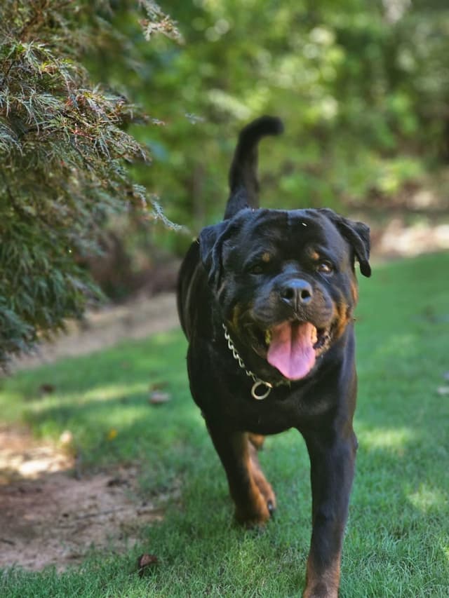 Rottweiler Puppies media 3