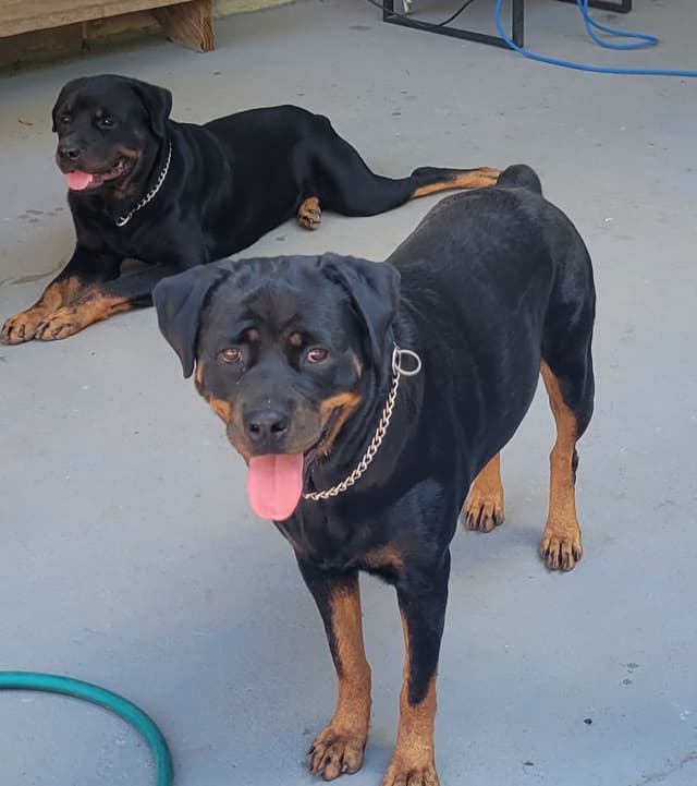 Rottweiler Puppies media 2