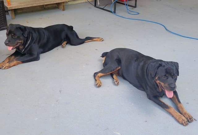 Rottweiler Puppies media 4