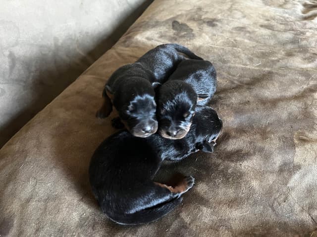 Rottweiler Puppies media 5