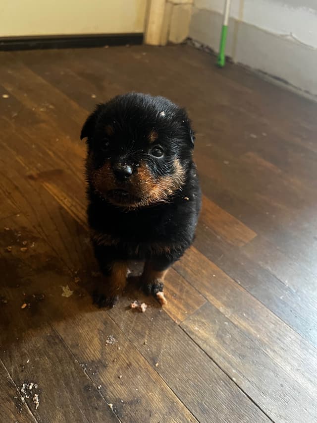 Rottweiler Puppies media 6