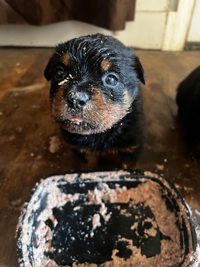 Rottweiler Puppies media 7