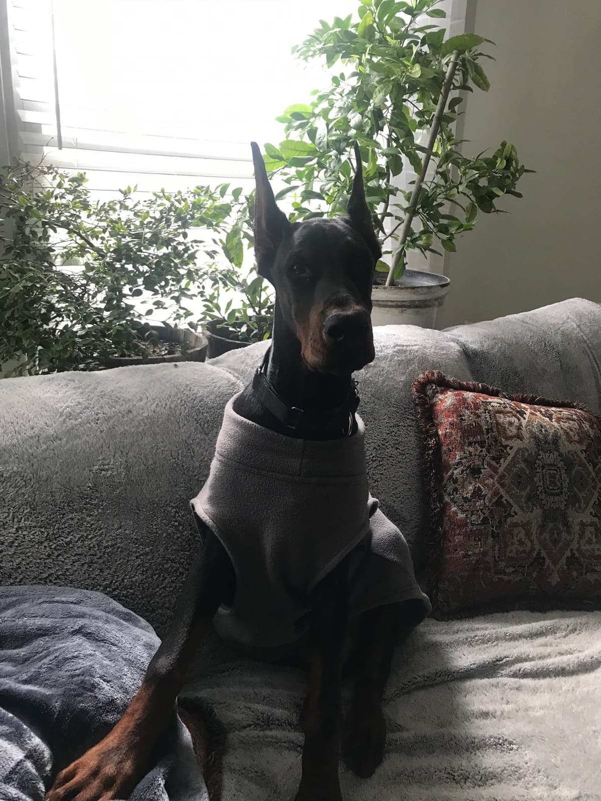 Doberman Pinscher Puppies breeder image 1