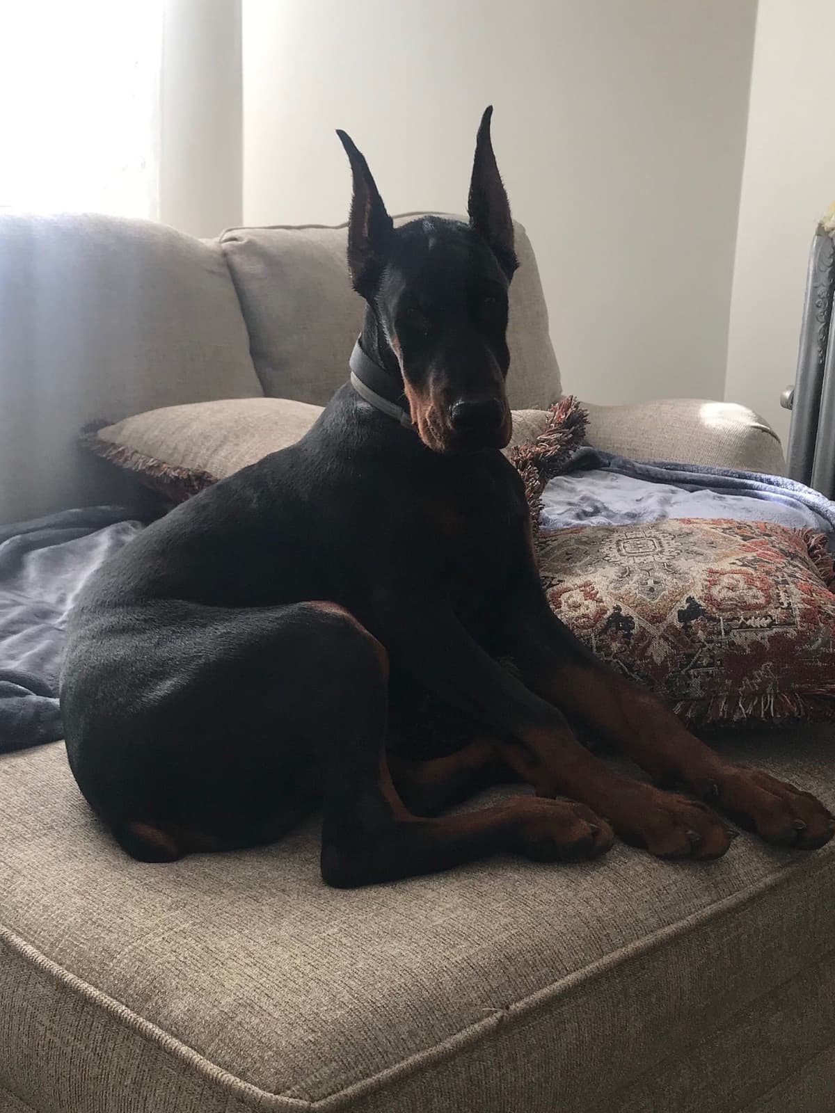 Doberman Pinscher Puppies breeder image 2