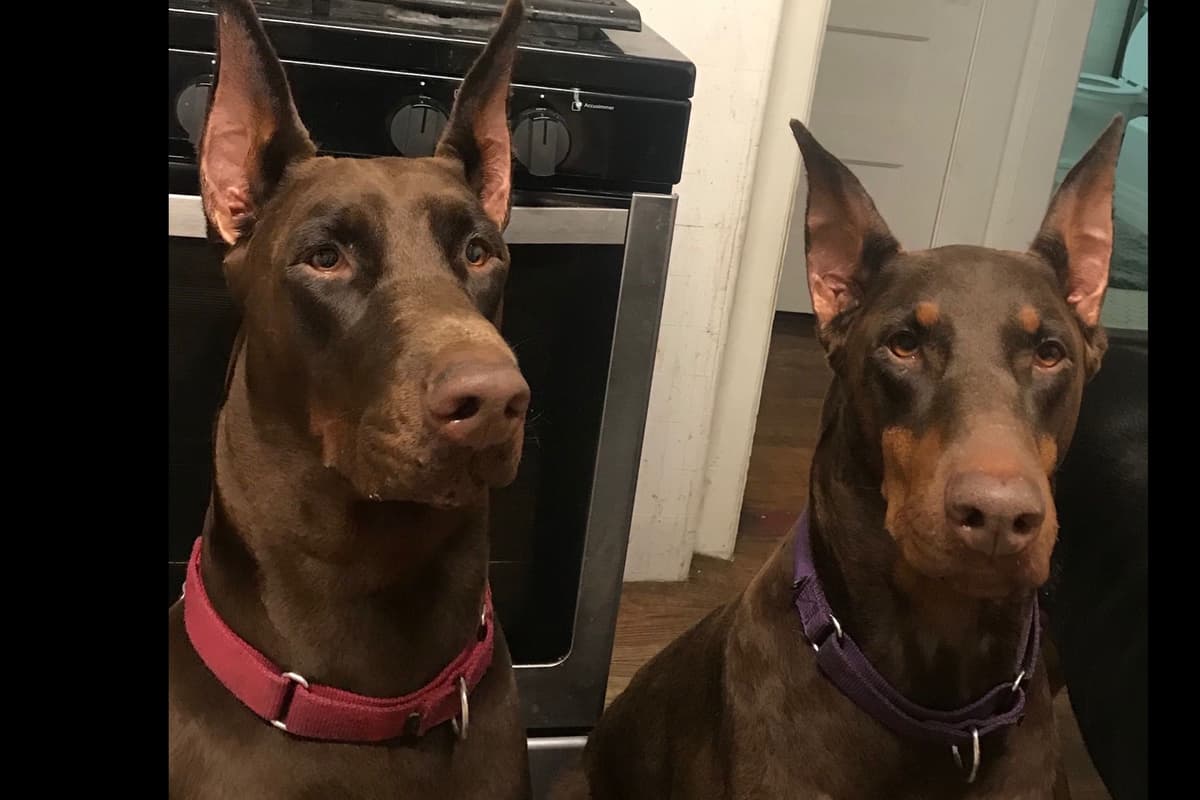 Doberman Pinscher Puppies breeder image 3