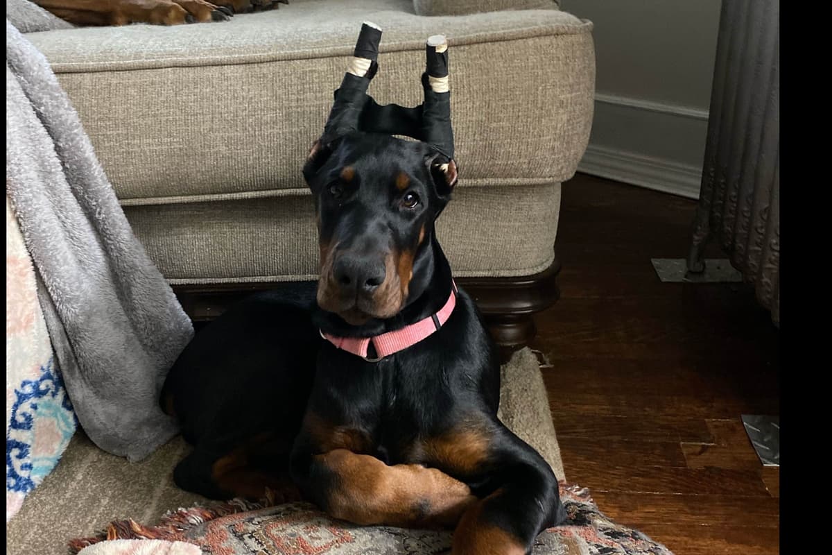 Doberman Pinscher Puppies breeder image 4