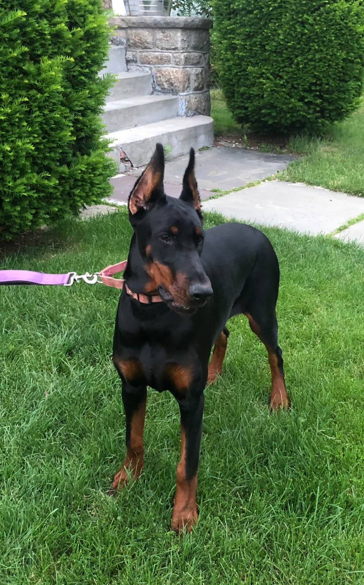 Doberman Pinscher Puppies breeder image 5