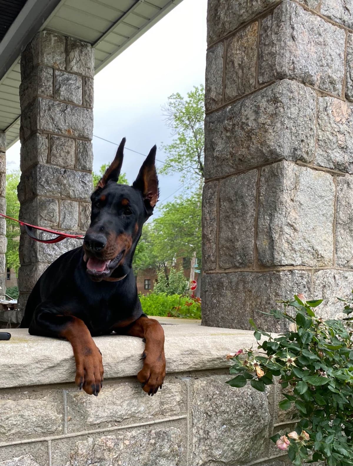 Doberman Pinscher Puppies breeder image 6