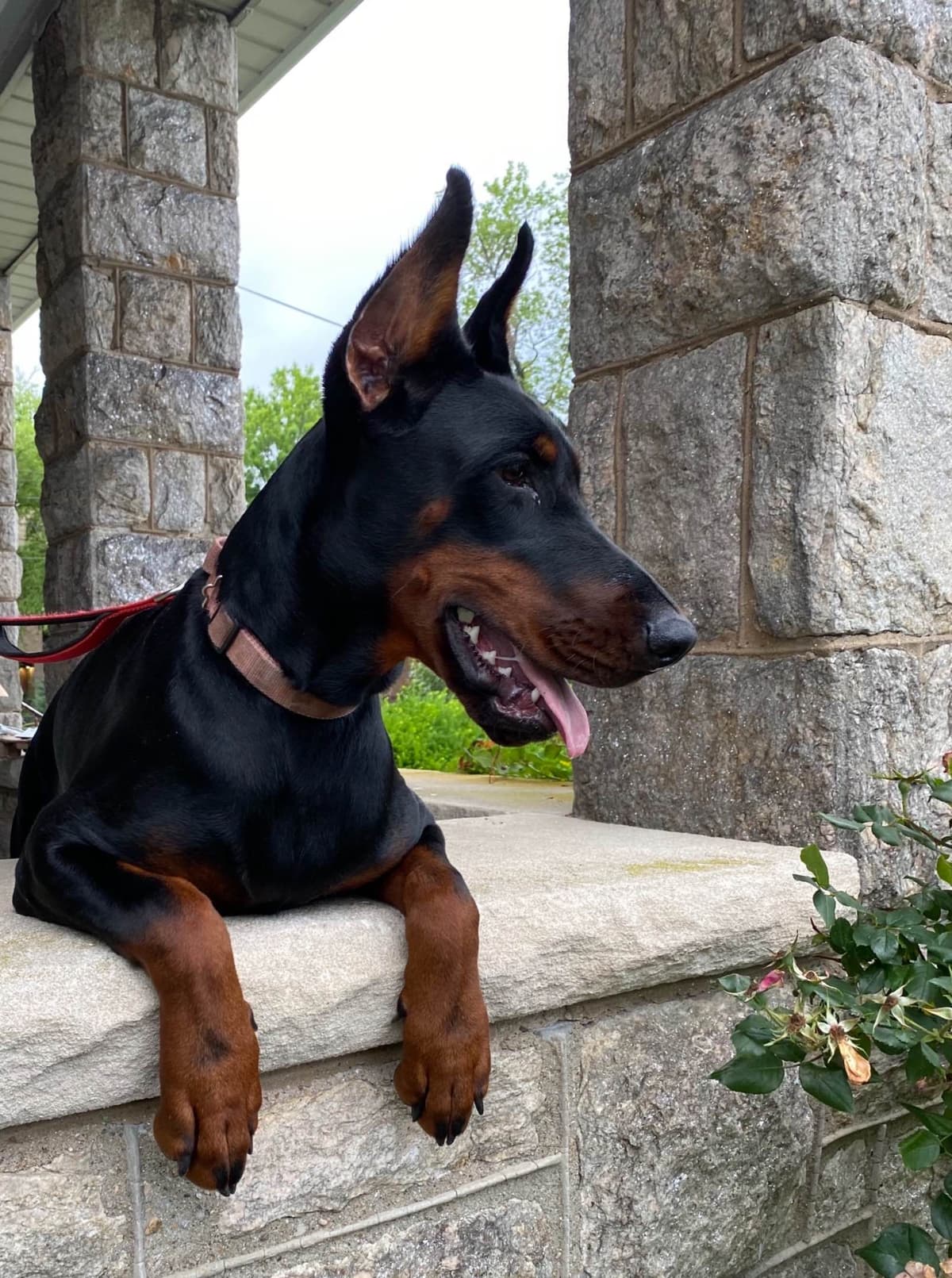 Doberman Pinscher Puppies breeder image 8