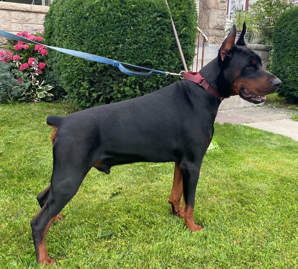 Doberman Pinscher Puppies breeder image 9