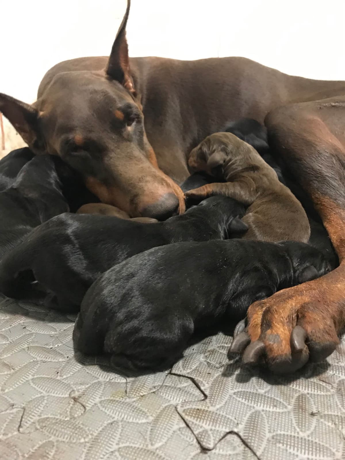 Doberman Pinscher Puppies breeder image 13