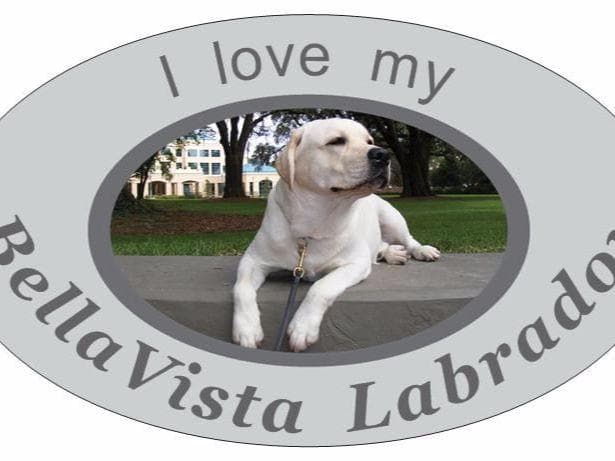 BellaVista Labradors breeder image 17
