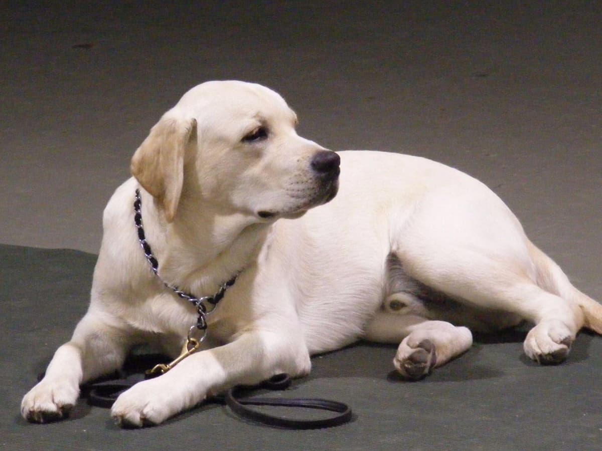 BellaVista Labradors breeder image 13