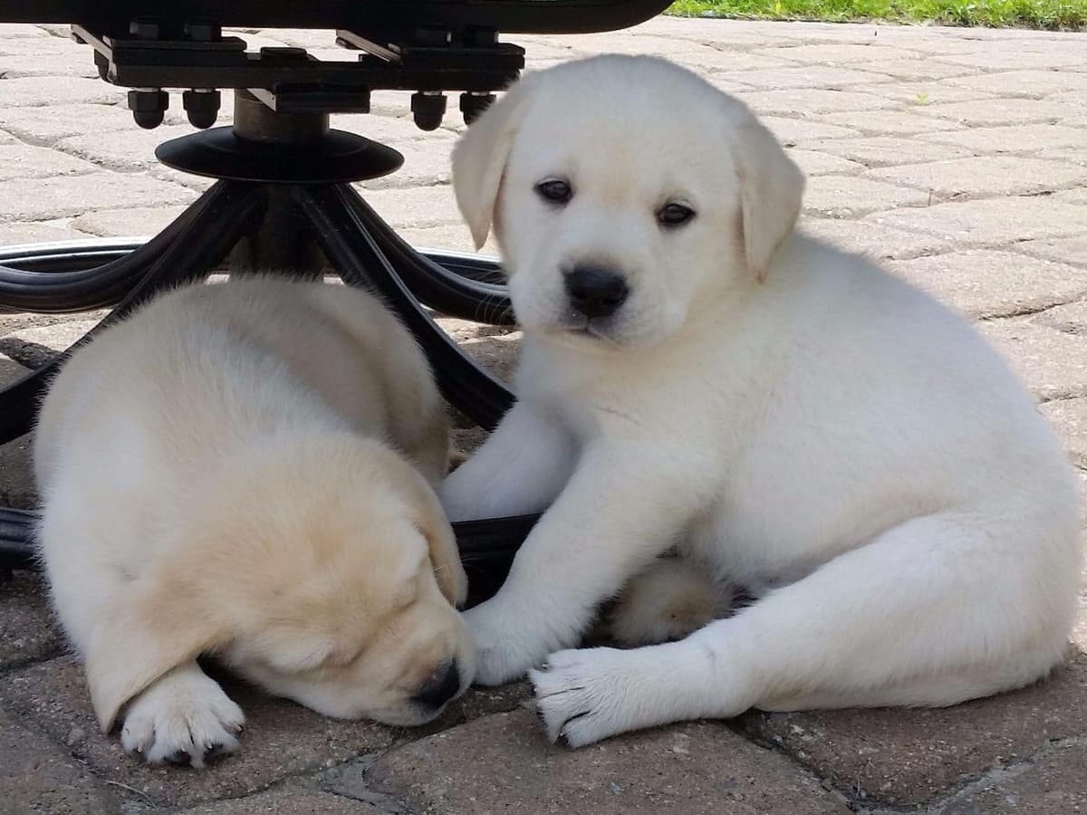 BellaVista Labradors breeder image 12