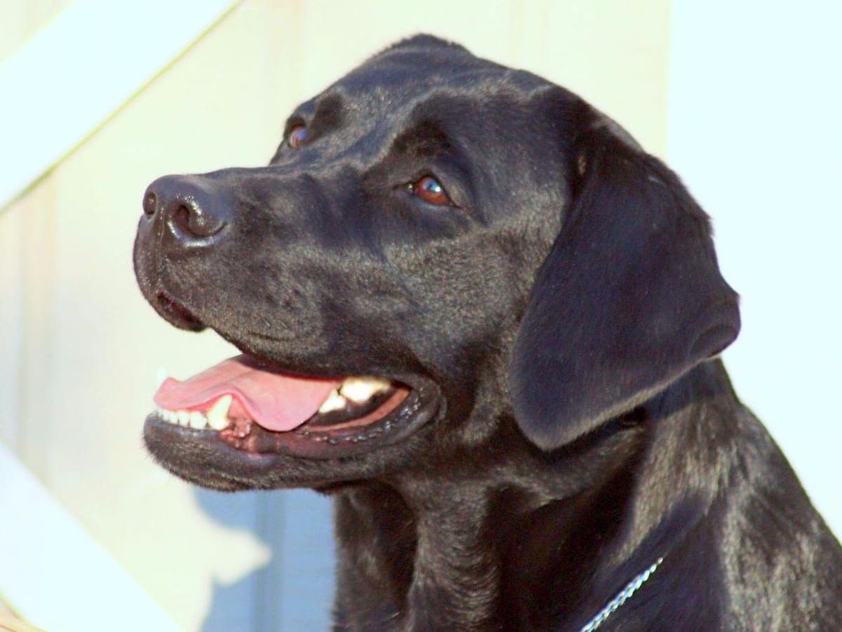 BellaVista Labradors breeder image 10