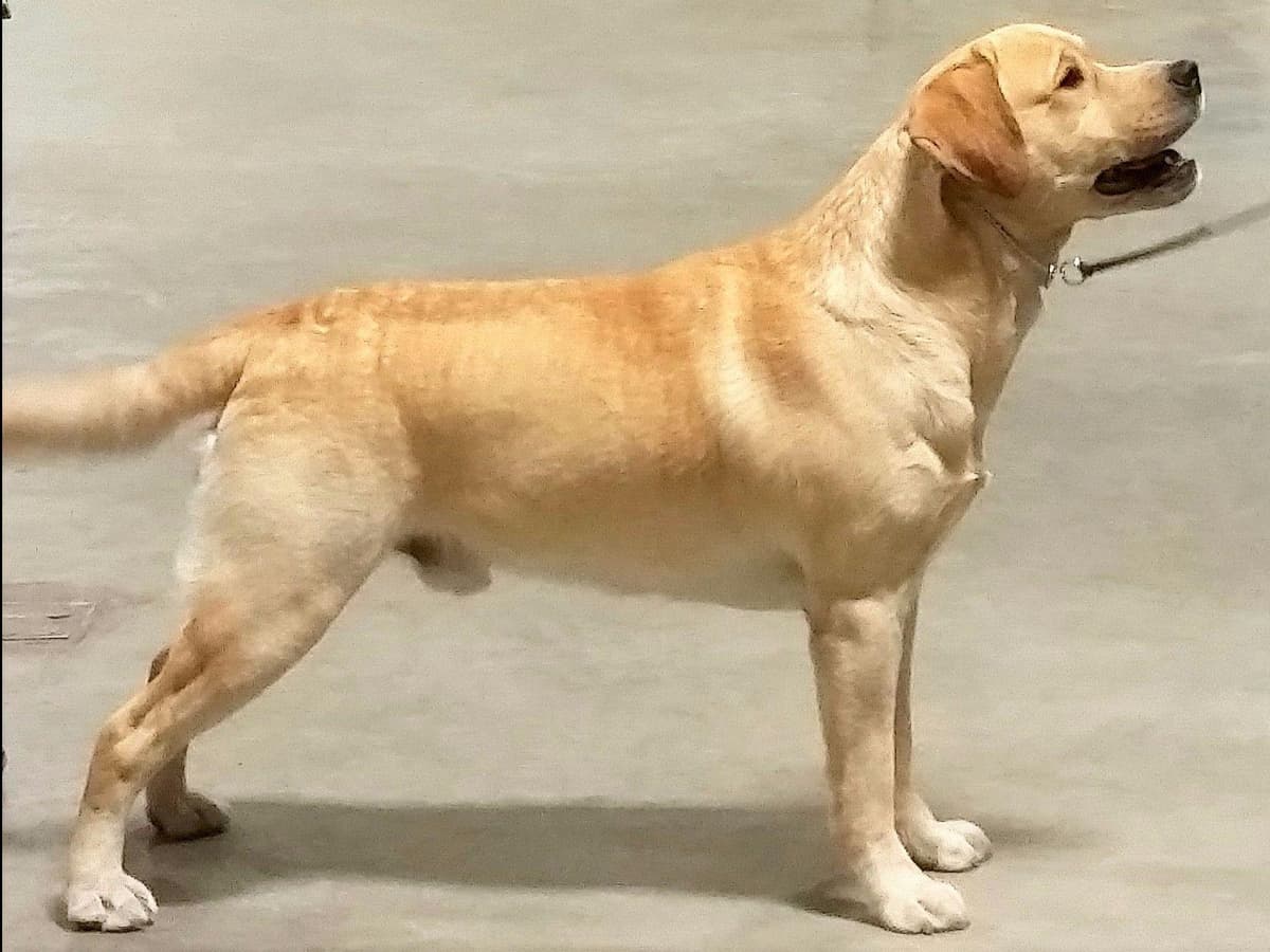BellaVista Labradors breeder image 15