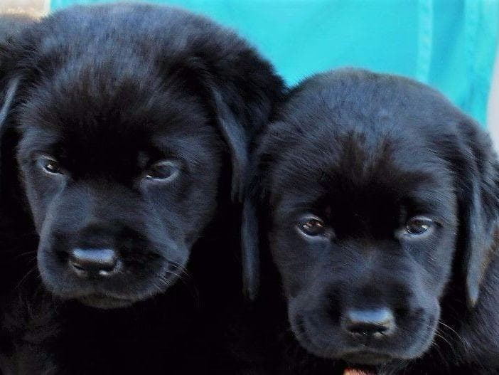 BellaVista Labradors breeder image 14