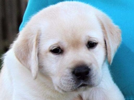 BellaVista Labradors breeder image 3