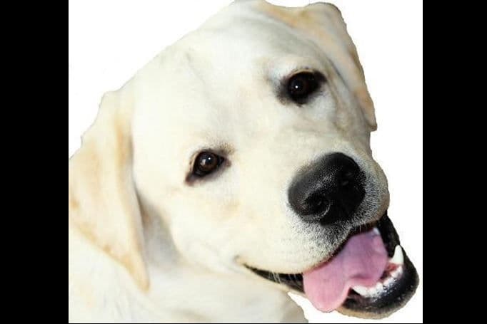 BellaVista Labradors breeder image 4