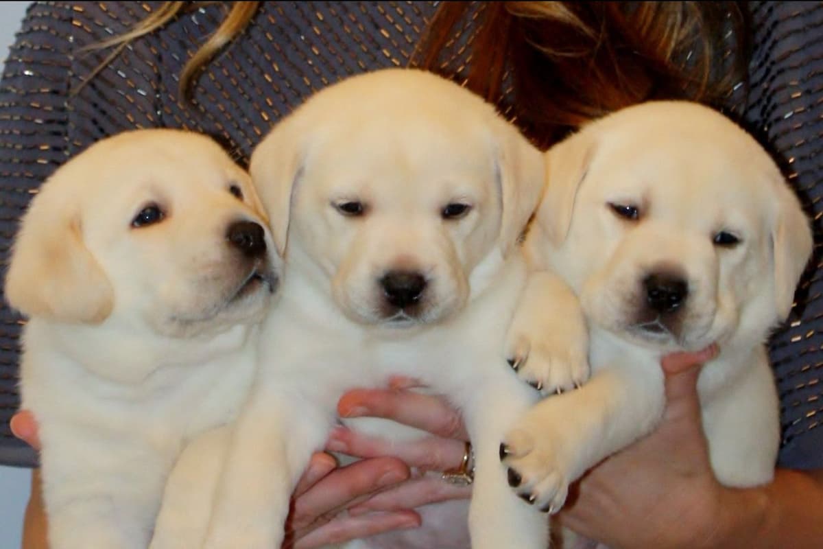 BellaVista Labradors breeder image 8