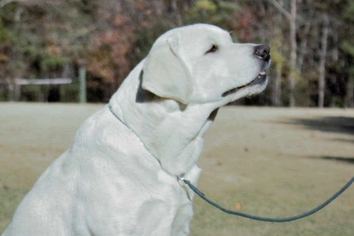 BellaVista Labradors breeder image 18
