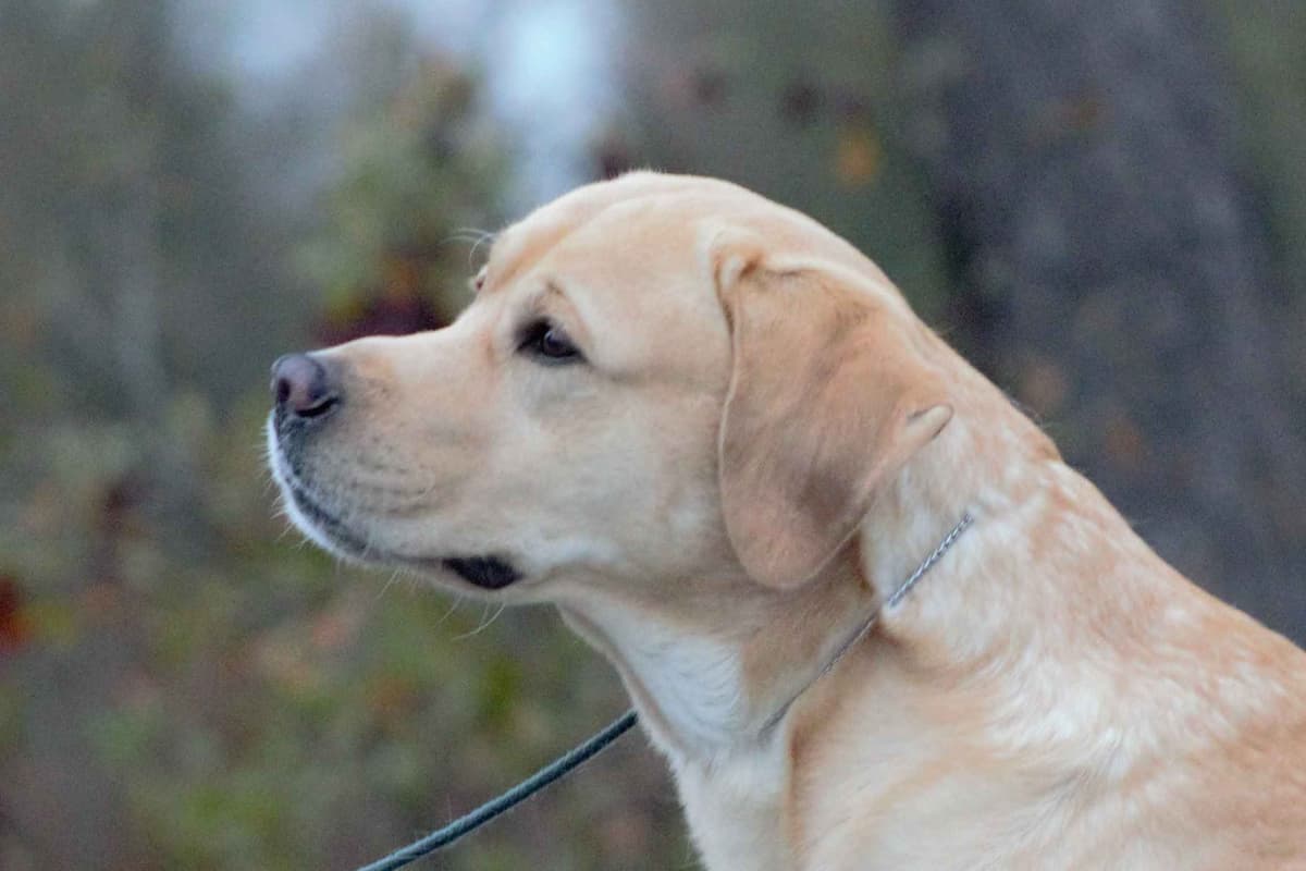 BellaVista Labradors breeder image 11