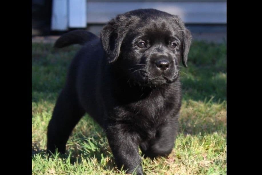 BellaVista Labradors breeder image 22